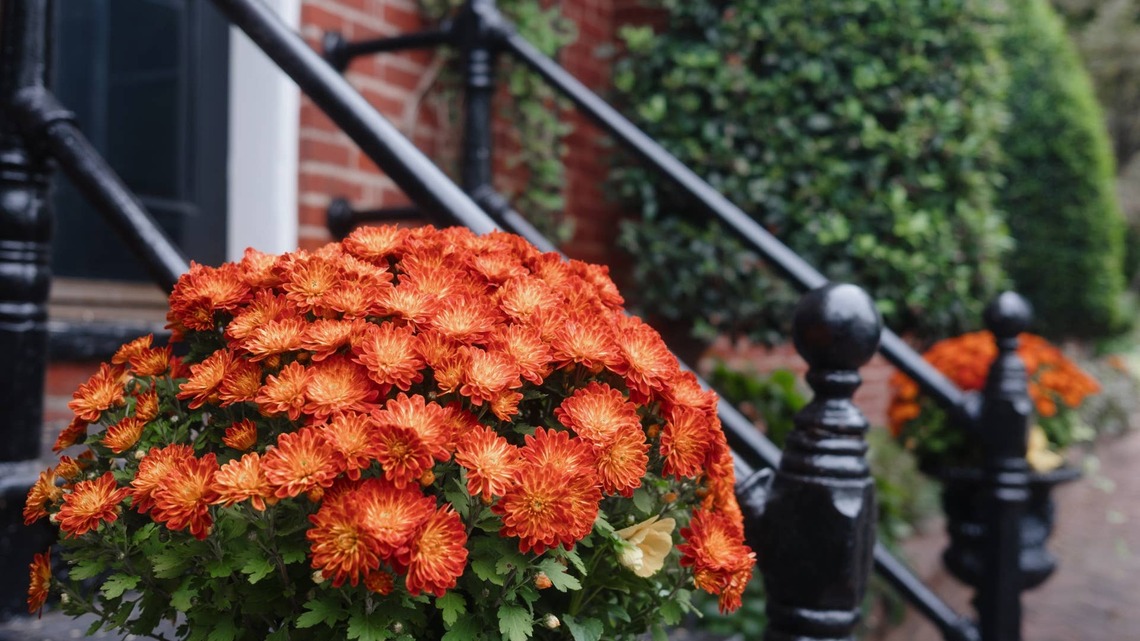 The Biggest Mistake People Make With Fall Mums Can Ruin the Blooms Fast-Here's What a Gardener Says to Do Instead 