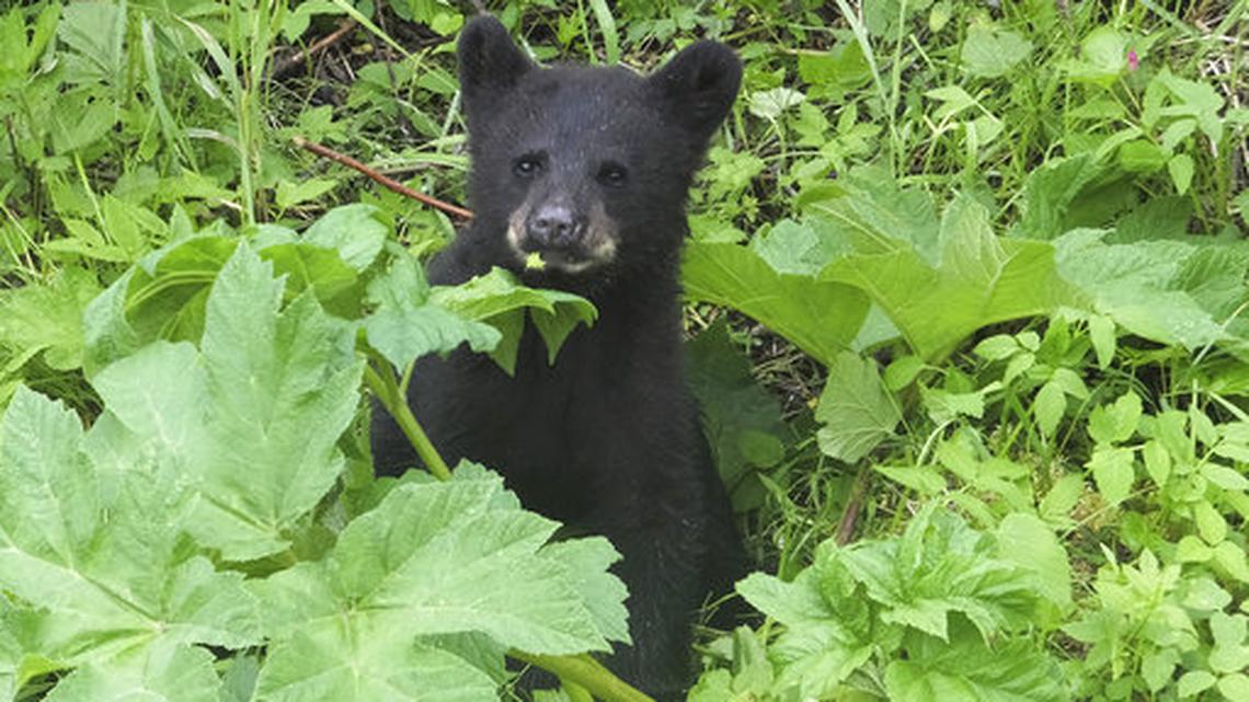 In this June 2017 file photo, a black bear cub forages for food along a salmon stream below a bear viewing spot for tourists in the Mendenhall Glacier Recreation Area in Juneau, Alaska.