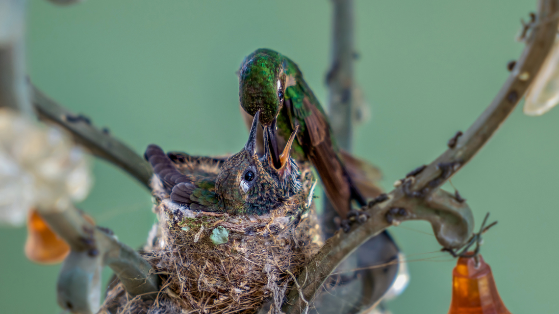Rare Video of Tiny Baby Hummingbird Looking for a Snack Is Awe-Inspiring 