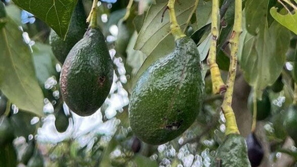 Unique avocados found in Nicaragua could boost ‘superfood'