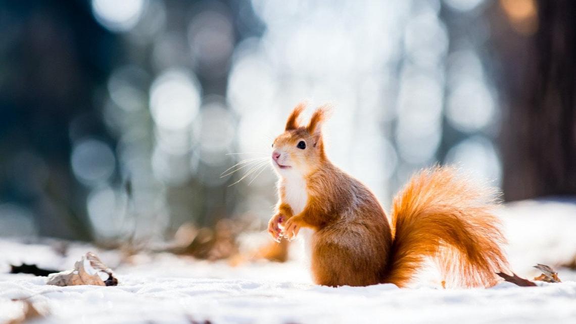 Coldest Marches in Florida since 1895 