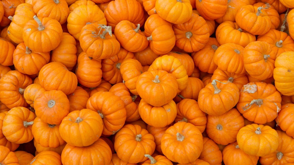 Mini Pumpkins Become Whimsical Fall Candles With One Easy Trick 