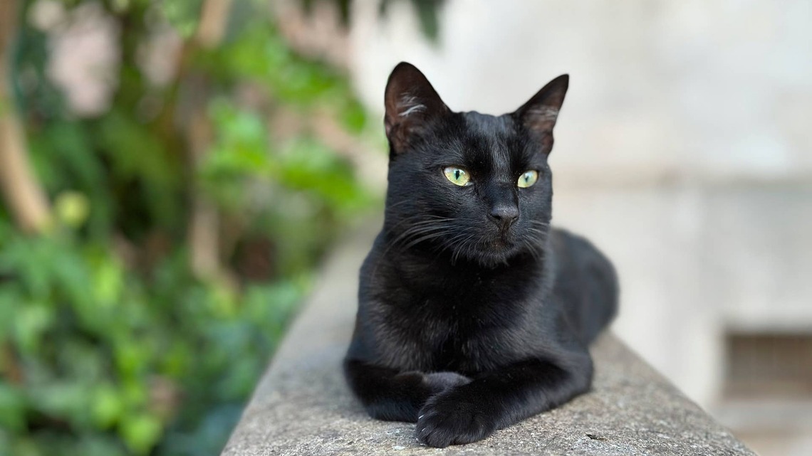 Vets Say These 6 Black Cat Breeds Have the Cutest Personalities