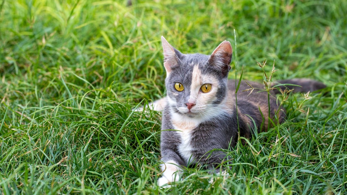 Stunning and Rare Cat Poses for the Camera, and Everyone Is Obsessed with Her 