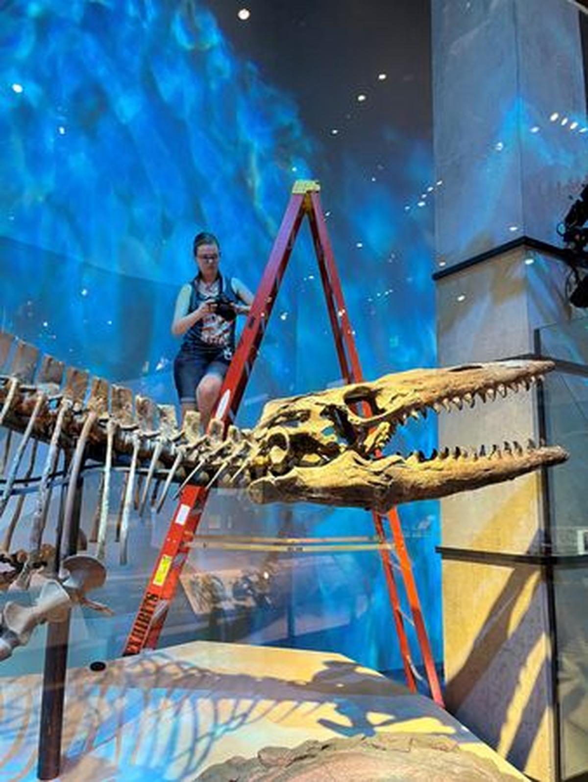 Researcher Amelia Zietlow examines the Tylosaurus rex holotype skeleton in February 2023 at the Perot Museum of Nature and Science in Dallas, Texas, U.S. The image was released on May 21, 2026. Courtesy of Perot Museum of Nature and Science/Handout via REUTERS