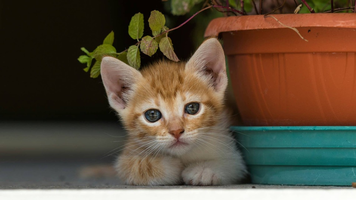 Precious Orange Kitten Basking in His Garden Is Melting Hearts