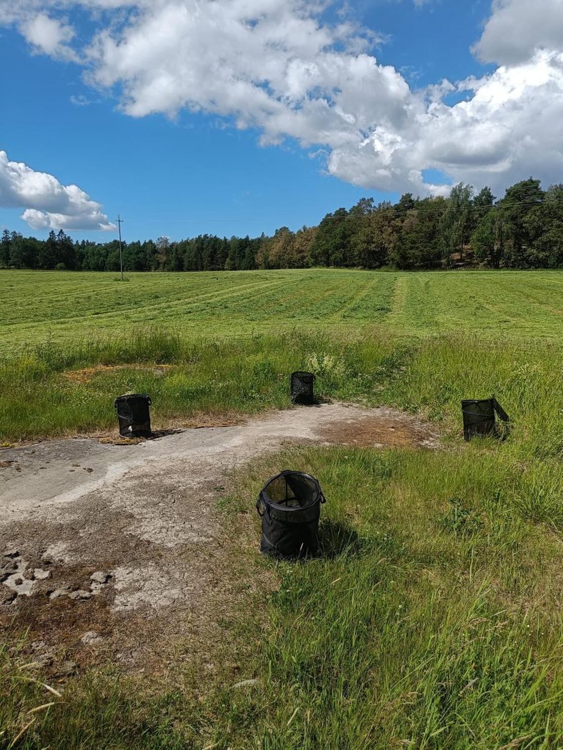  Bumblebees were released from their transport cages a kilometer away from their nests. (Kimmo Kaakinen via SWNS) 