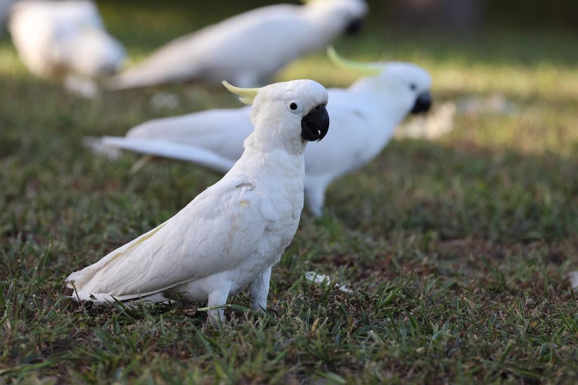  Sulphur-Crested Cockatoos feeding together in the grass.