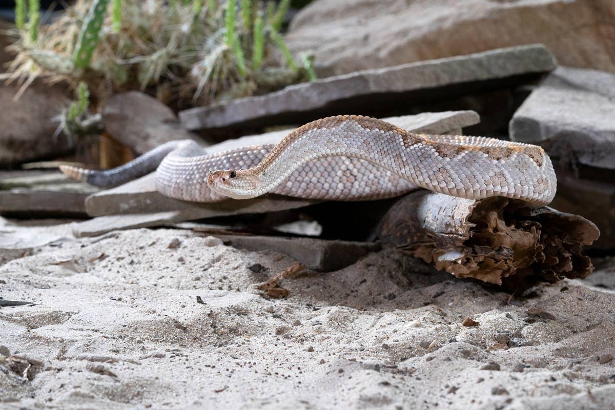  Even in sand-heavy landscapes, rattlesnakes may appear near homes in search of food or cover.
