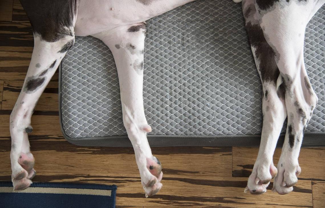  Great Dane legs on a small bed. 