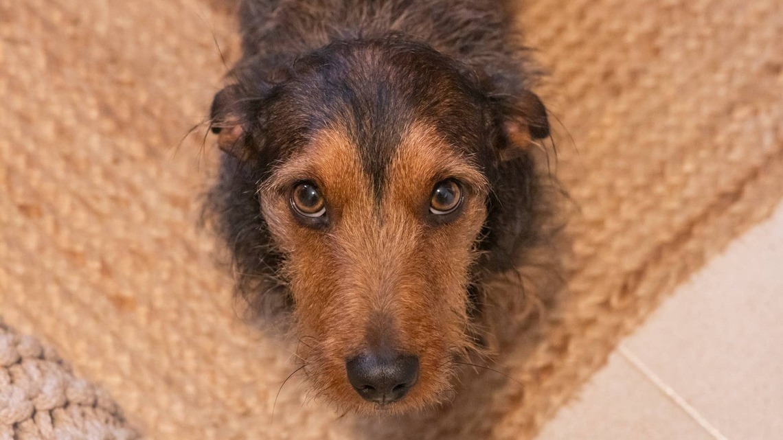 Dachshund 'Redecorates' While Dad Was Out and Has Some Explaining To Do 