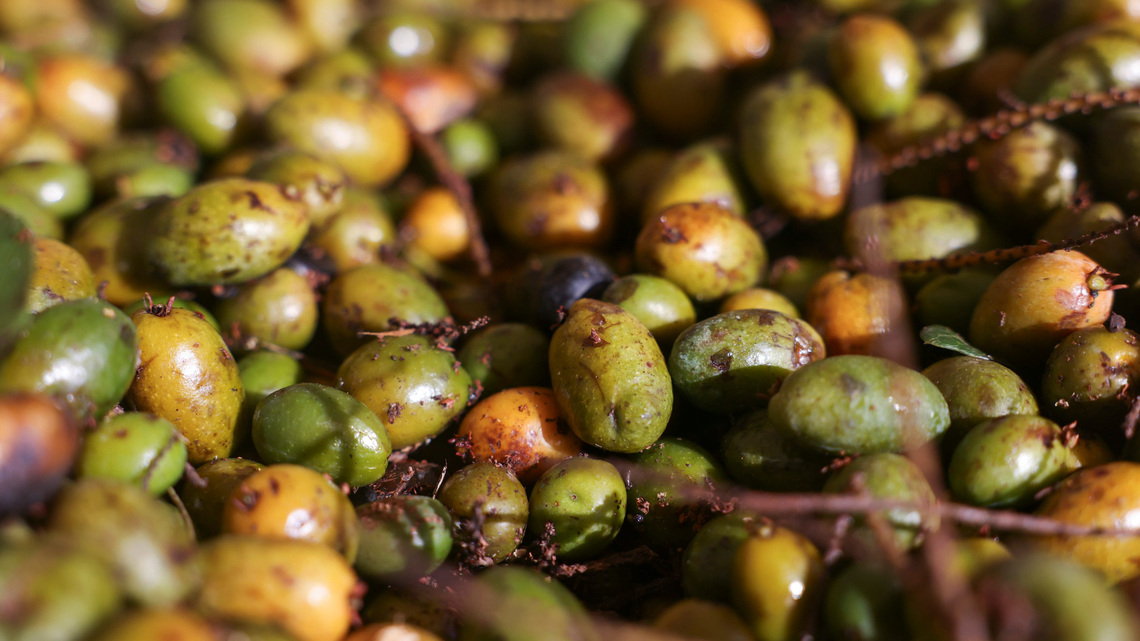 Florida man, 83, accused of taking saw palmetto berries illegally