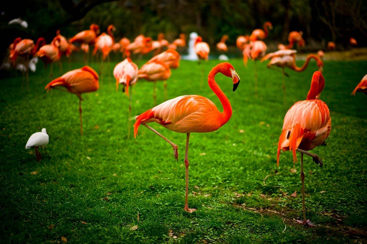  Flamingos showing off their balance and coordination that is linked to October birth months.