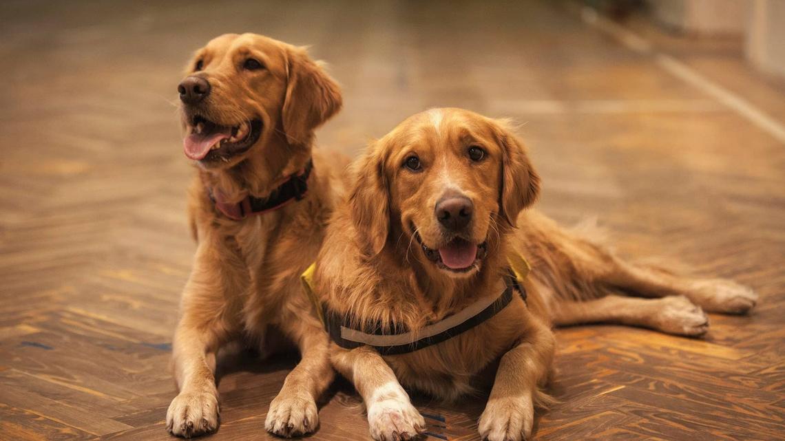 Golden Retriever Tends to Older Canine Brother After Surgery in the Sweetest Way 