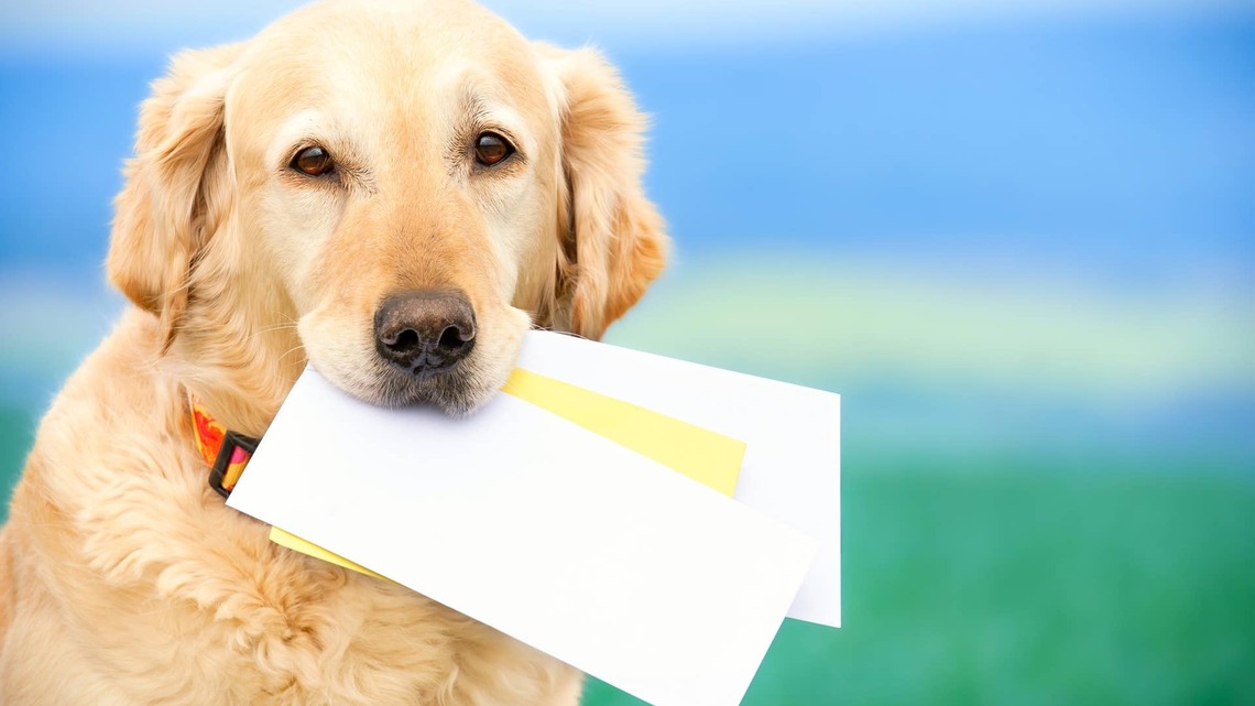 This California Dog Has Taken It Upon Himself to Help Delivery Drivers - and the Internet Is Obsessed