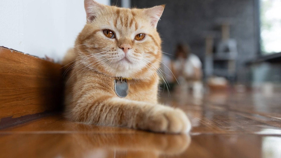 Orange Cat Meets a Puppy for the First Time and Nearly Hits the Ceiling 