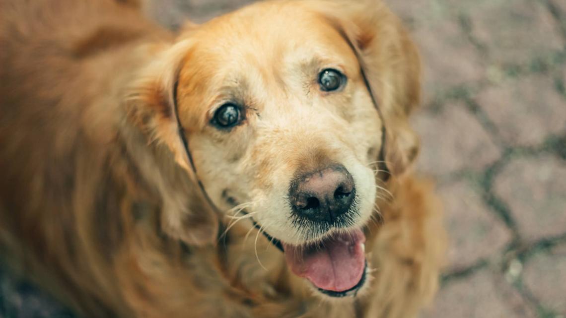 A Senior Golden Retriever Is 'Blowing Up the Internet' With Dance Moves That Defy His Age 