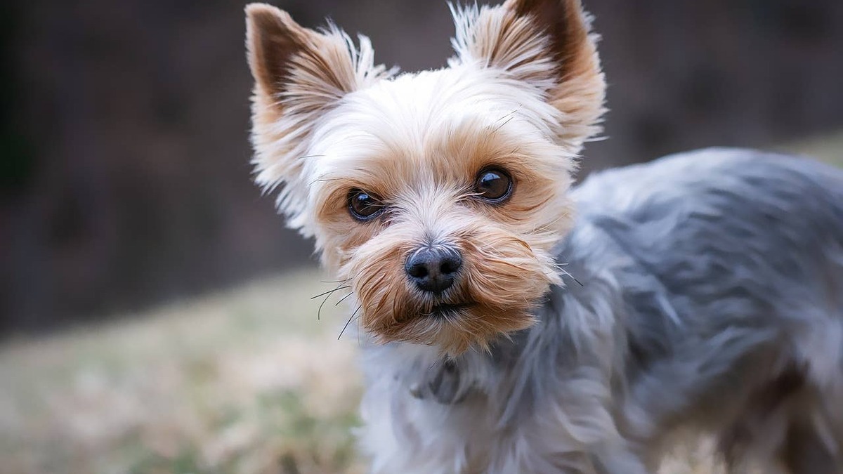 Portrait of a Yorkshire terrier.