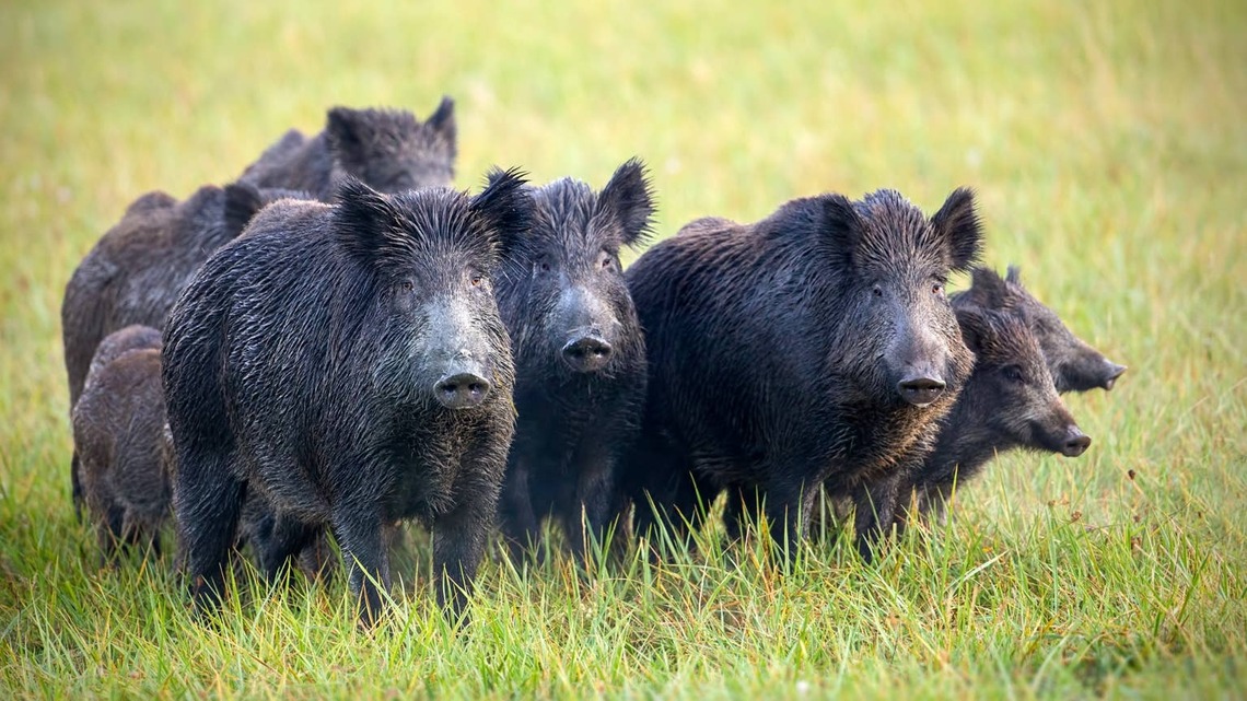 Wild Pig Family Spotted Tearing Through Silicon Valley Leaves Neighbors and Business Owners Stunned 