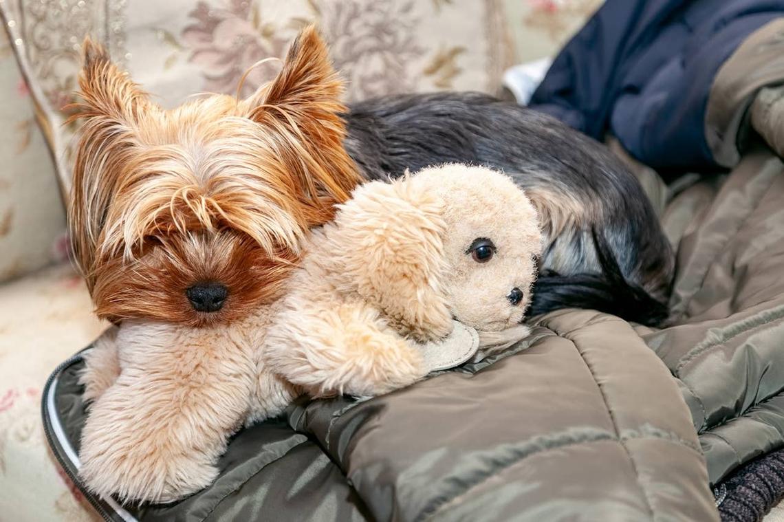  An anxious dog having some alone time with its stuffed animal. 