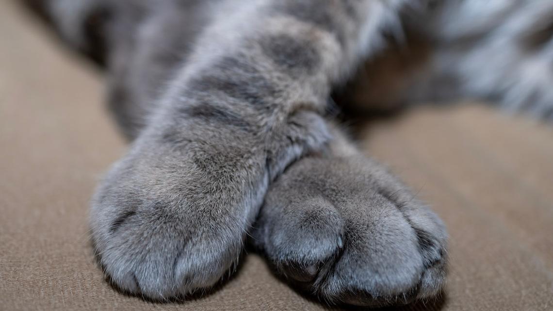 Fluffy Cat With Lilac Fur and Mesmerizing Copper Eyes Has Everyone in Awe 