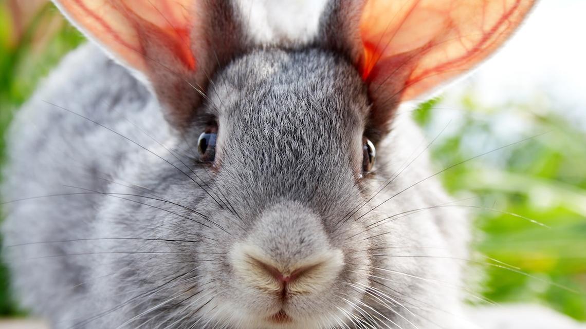 Houston Rodeo's Bunny and Guinea Pig Costume Contest Is Almost Too Cute 