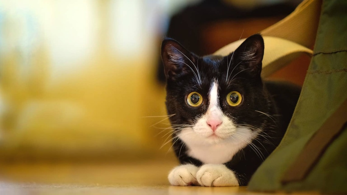 Tuxedo Cat Makes the Funniest Noise After Spotting These Look-Alike Slippers 