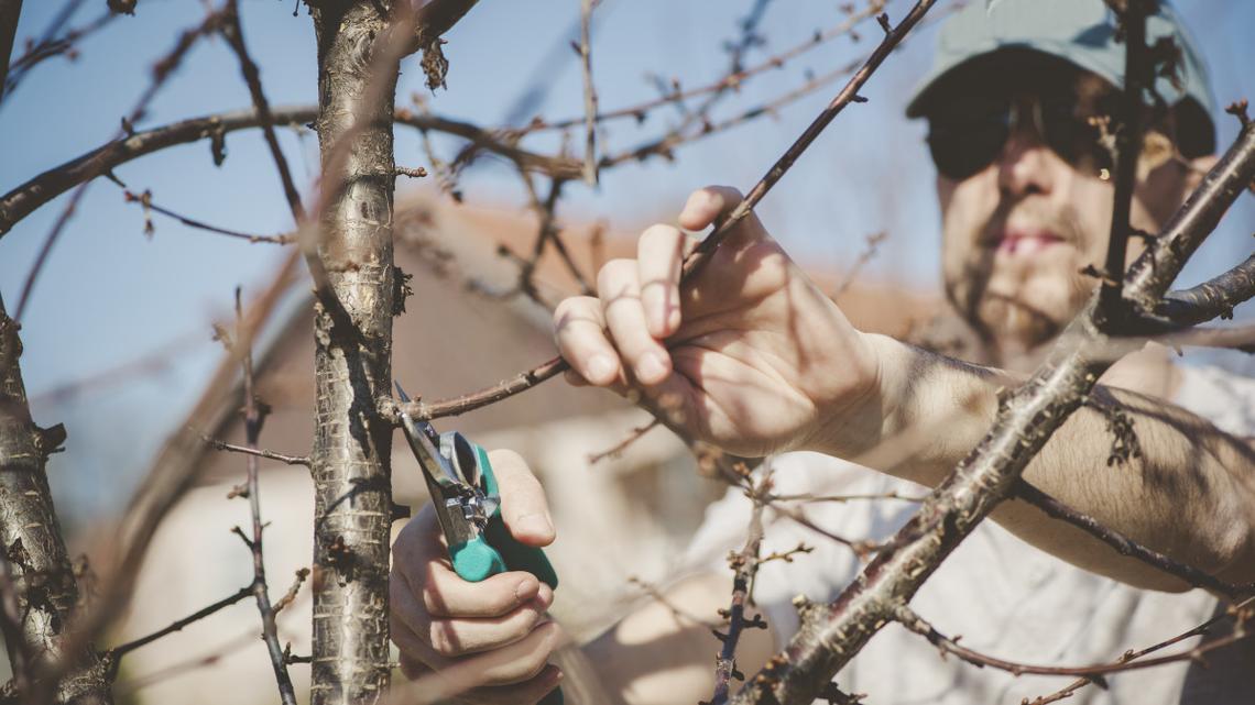 Prune Your Trees Now if You Live in This Part of the Country 