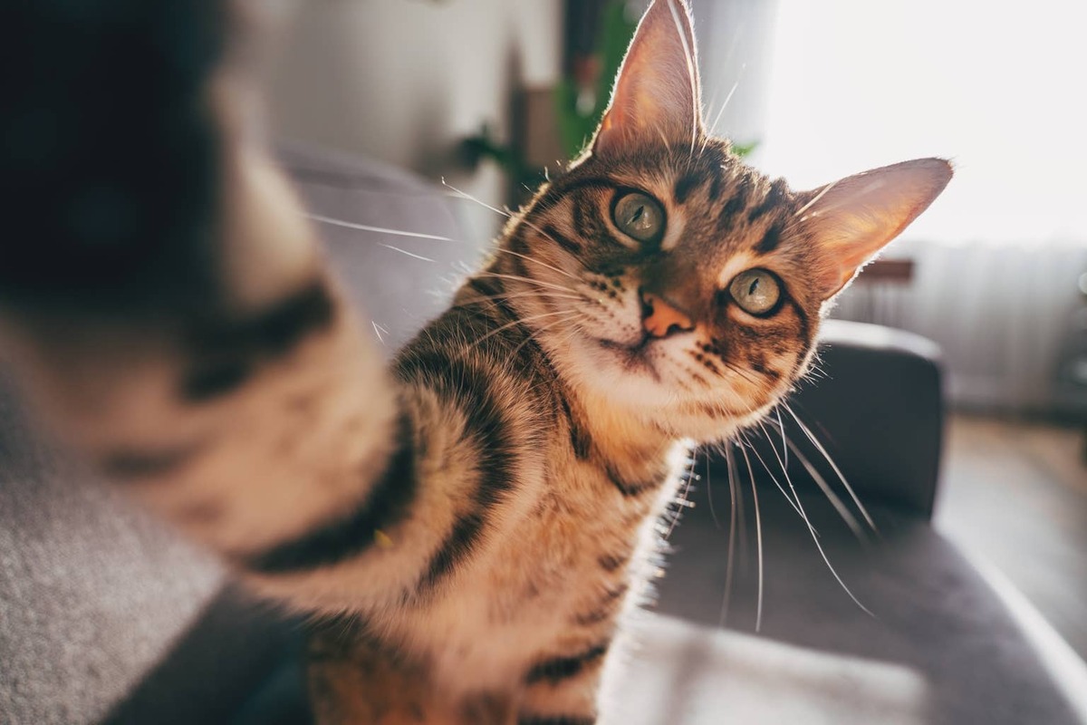  A Tabby cat taking a selfie.