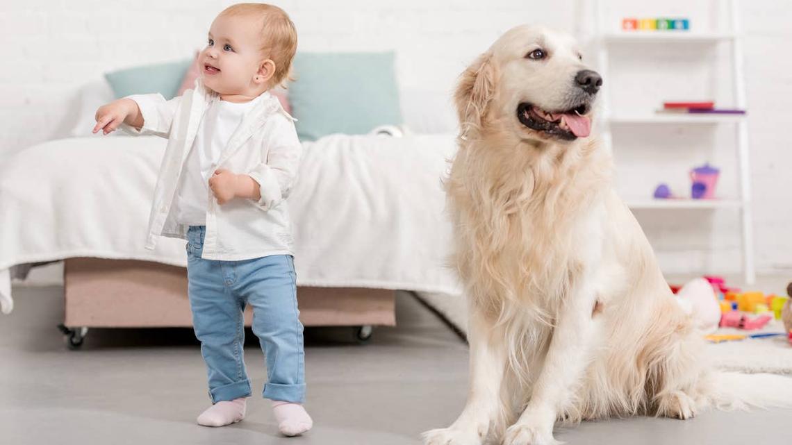 'Nanny' Golden Retriever Has the Cutest Movie Date With Human Sibling 