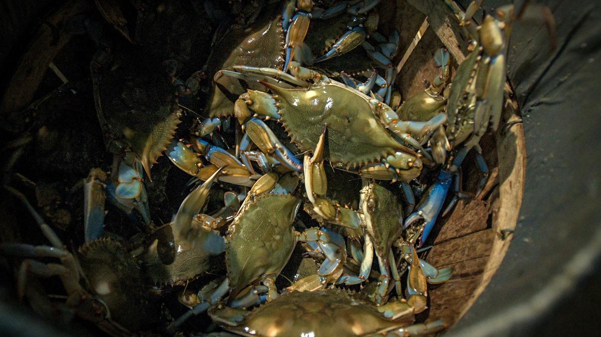 A Maryland fisherman's haul of blue crabs in 2019. (Jerry Jackson/Baltimore Sun/TNS)