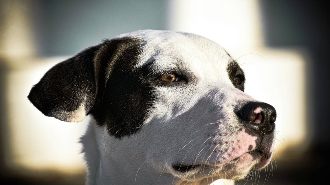 10-Year-Old Dog Returned to Shelter After 6 Years Wags His Tail Whenever Someone Walks By 
