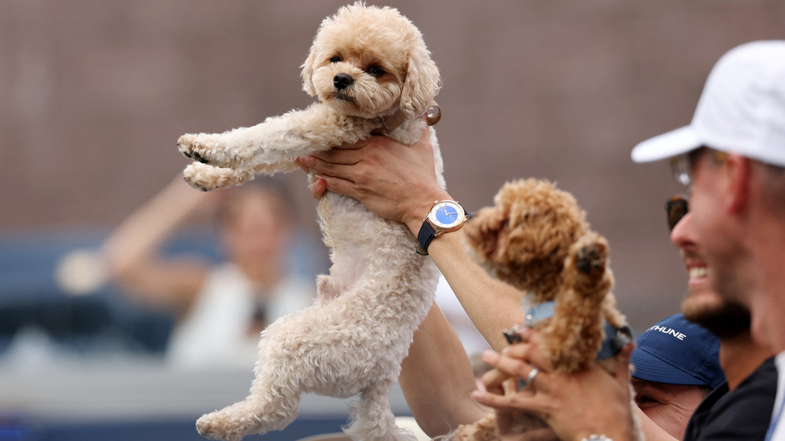 Tennis-Players find comfort and companionship with canines on tour