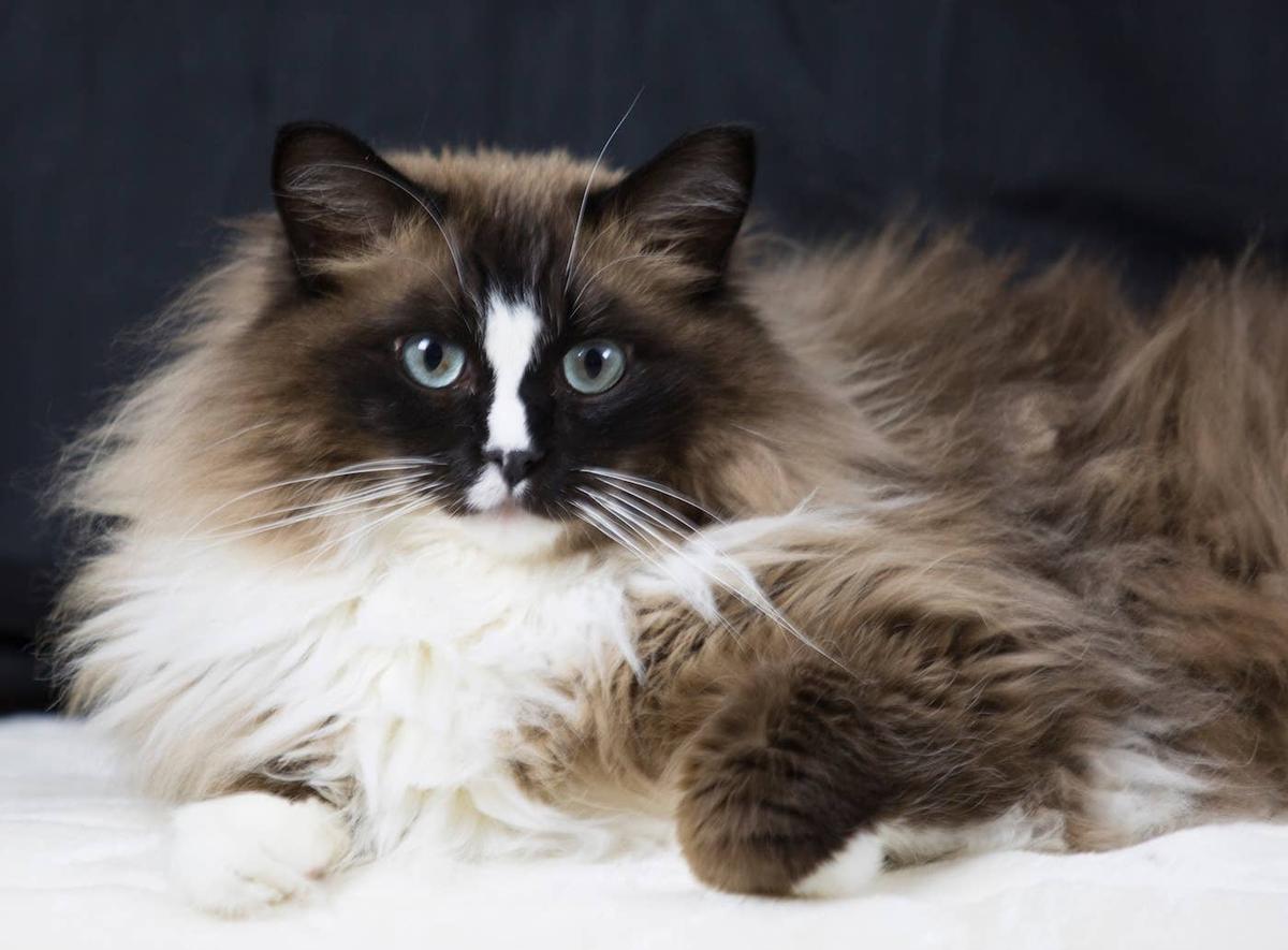  A fluffy Ragdoll is lying down.