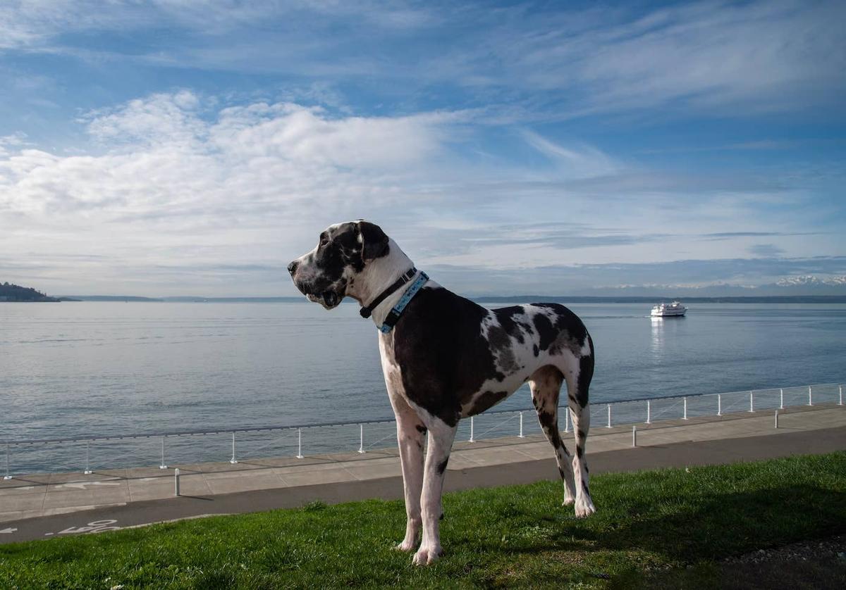  Great Dane looking out at the ocean.