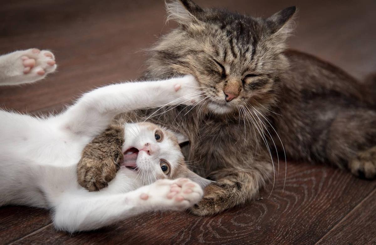 Two cats play-fighting on a wooden floor.