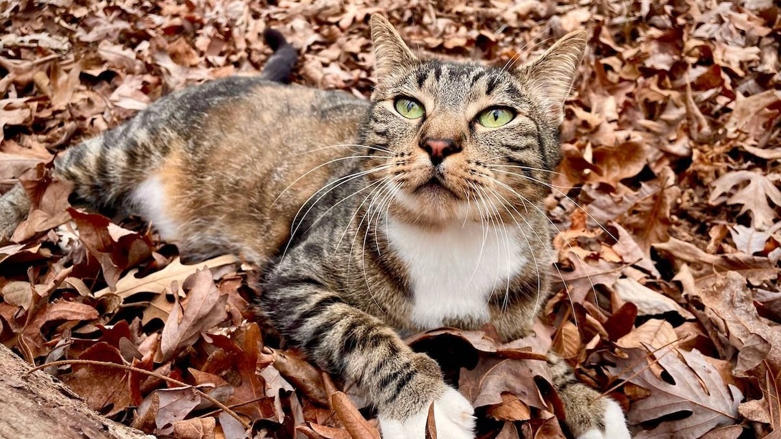 This Cat's Wild Rest Stop Adventure Left His Owner With a Question She Couldn't Answer 