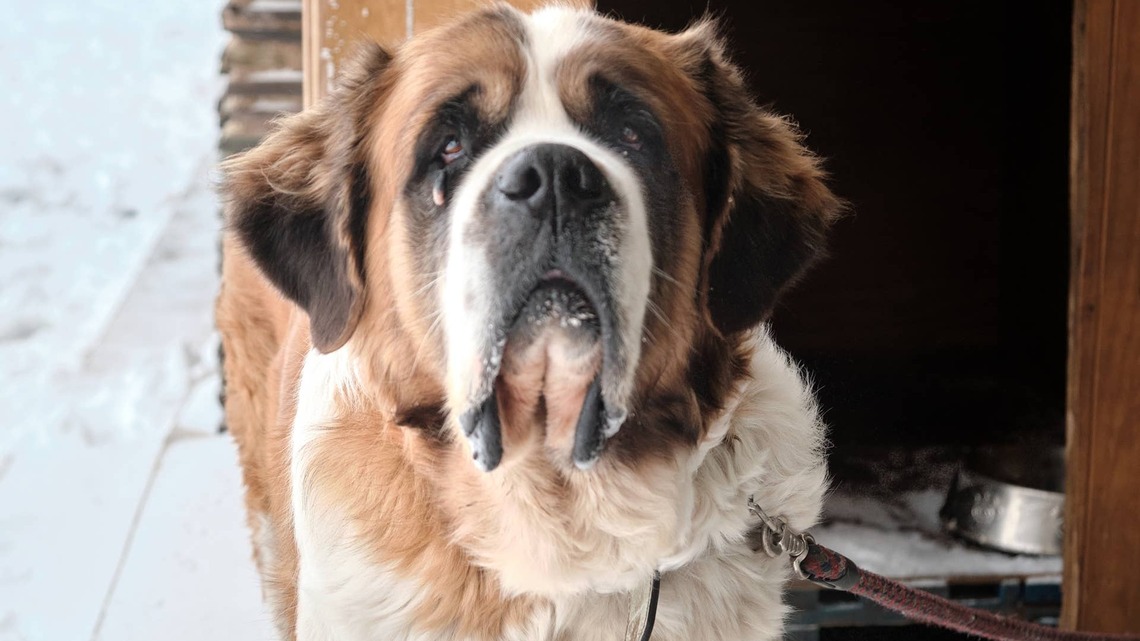 Giant Saint Bernard Squeezes Onto Dad's Lap Like He's Still His Little Baby 