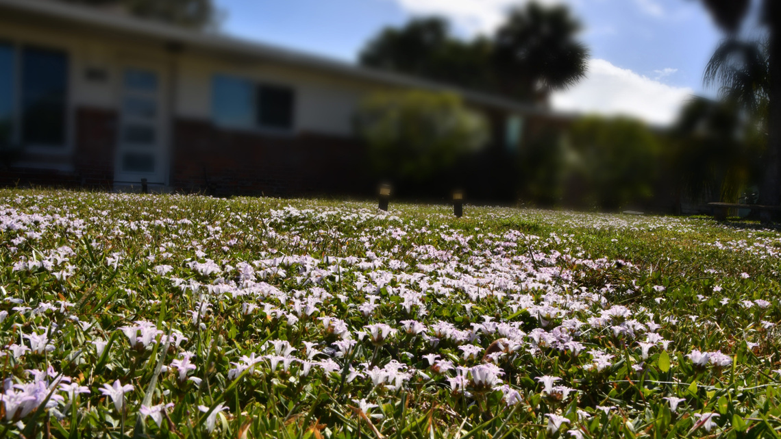 Gardening: Florida snow beginning to fall – Pusley will take over turf areas 