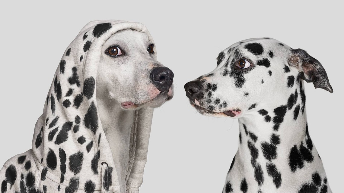 Blind and Deaf Dalmatian Has So Much Energy, His Siblings Secretly Hide From Him 