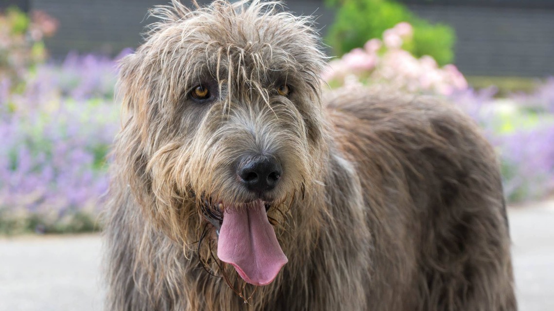 ‘Lazy' Wolfhound Searches Lowe's for a Cart So He Doesn't Have To Walk 