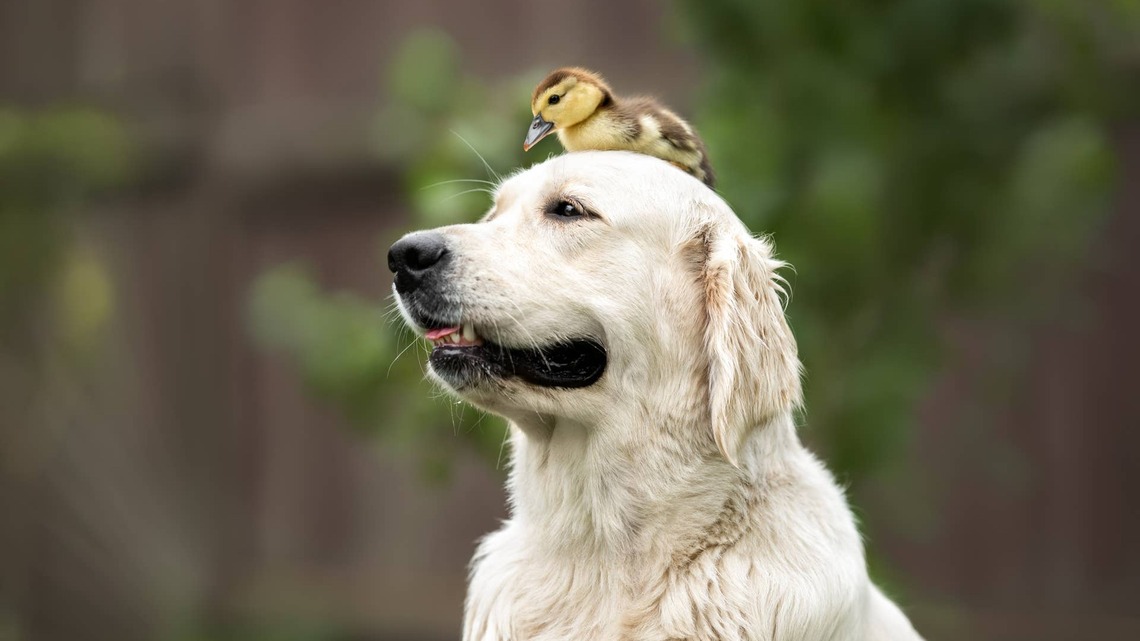 Ducklings Use Their Golden Retriever Friend as the Perfect Water Taxi 