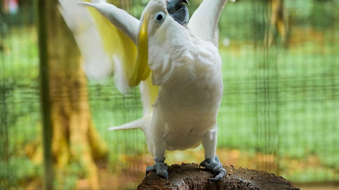 Bratty Cockatoo Meets New Sister and Screams ‘Take Her Back' 