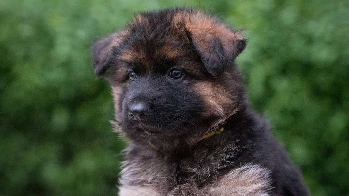 Litter of 9 Puppies Get Cutest Bear-Themed Names After Mom Is Rescued From Kill Shelter 