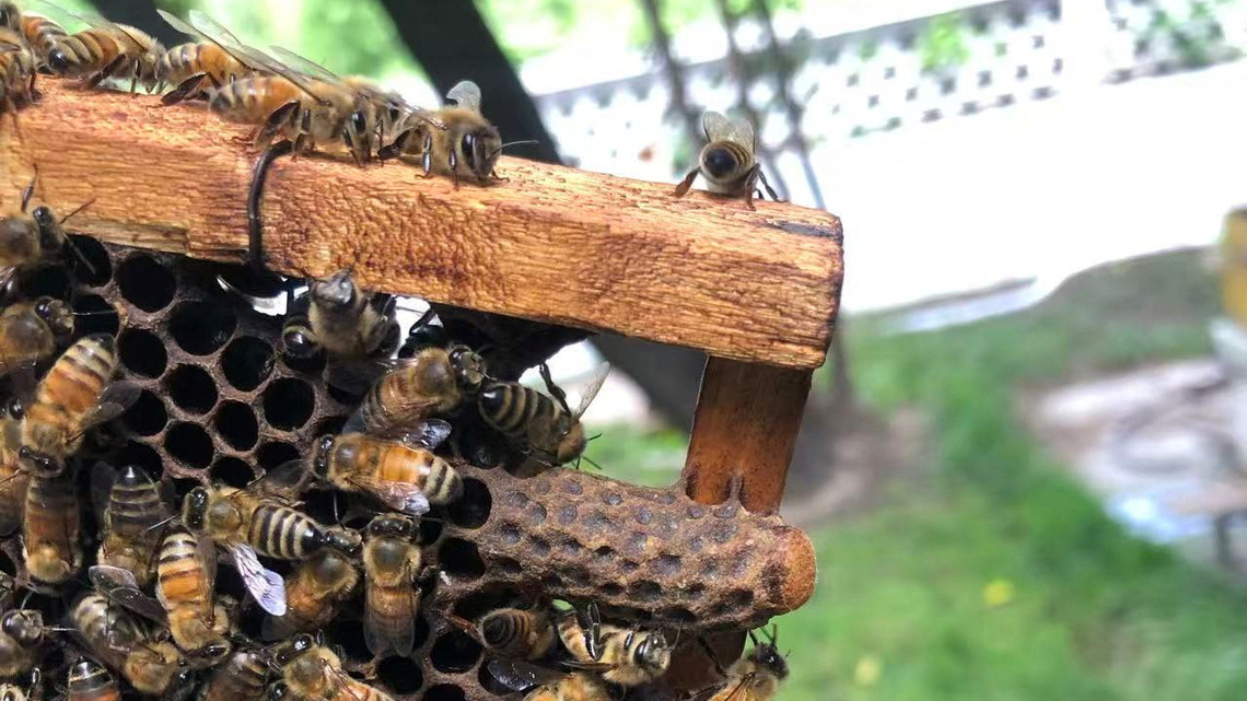 Worker bees build a 'royal palace' for the honeybee queen 