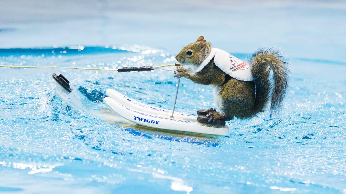A Waterskiing Squirrel Turned Heads at the Alaska State Fair, and Nobody Saw It Coming
