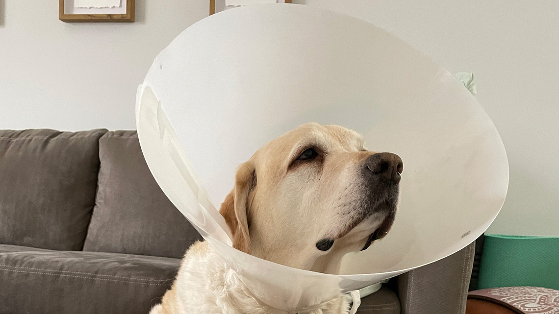 Care for your dog after they've been spayed or neutered