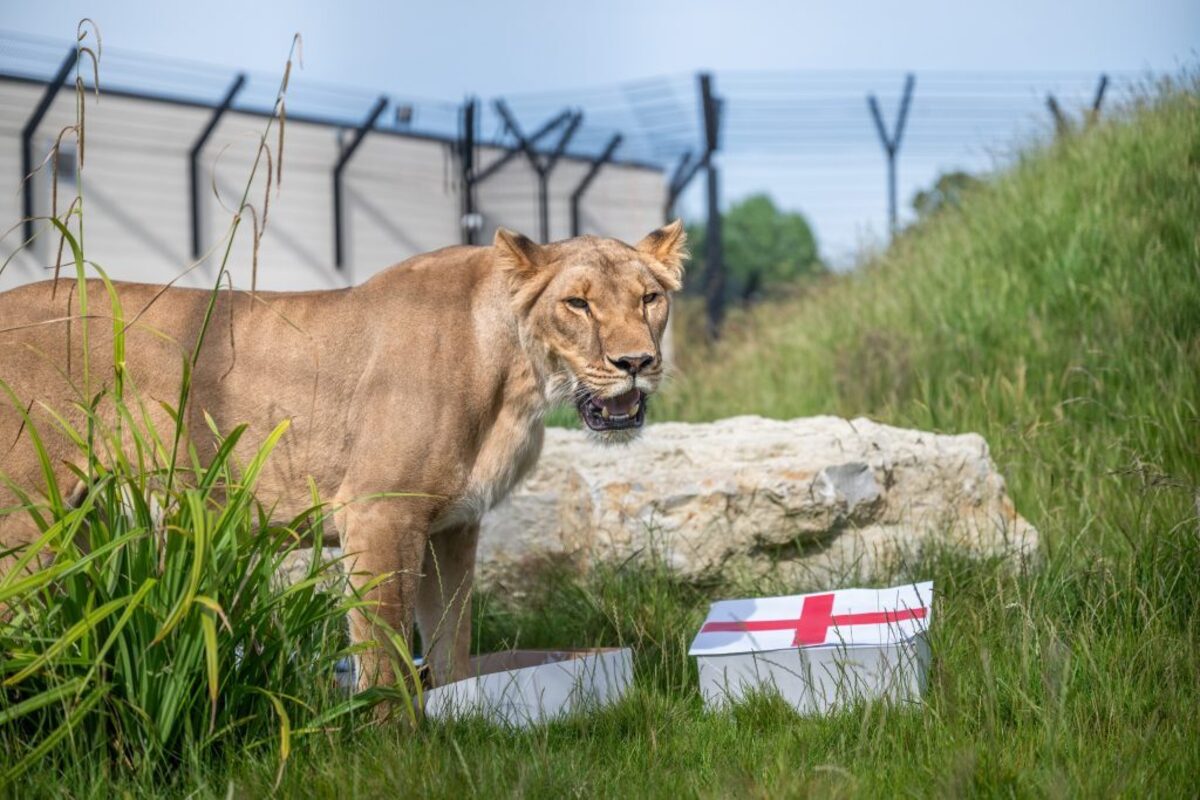  A lioness choosing the England box. (The Big Cat Sanctuary via SWNS) 