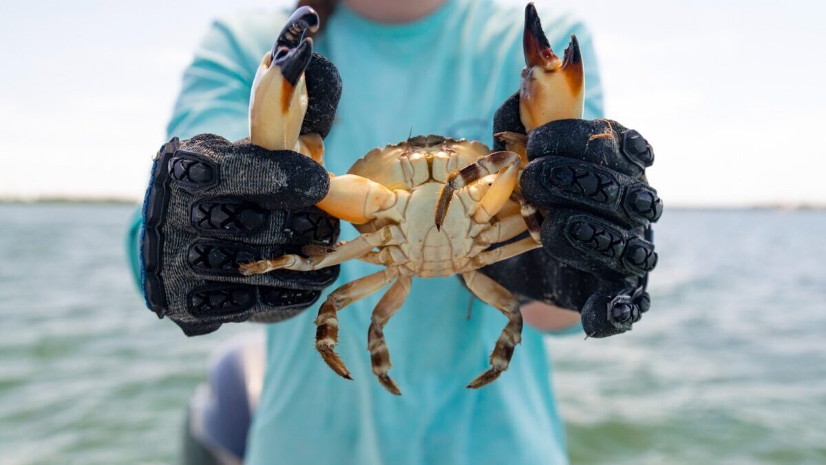 When is crab season in the South? | Tacoma News Tribune