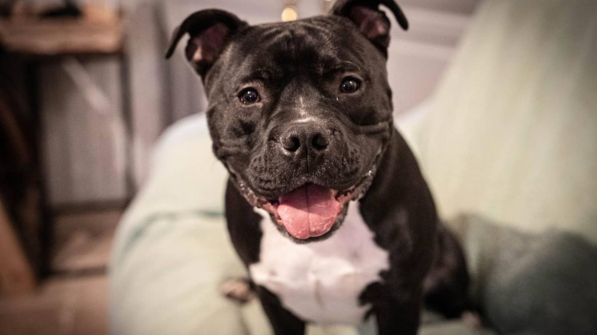 Black and white Staffordshire Bull Terrier. 